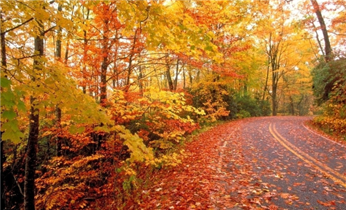 1597221786879240.png 秋天4.png