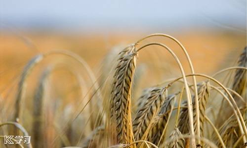 节约粮食名人名言